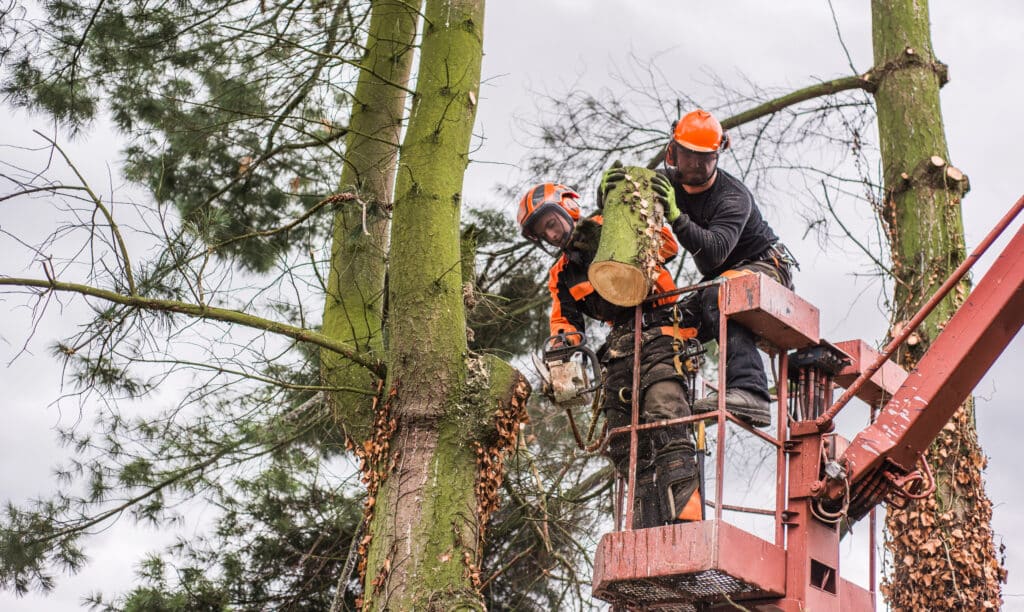 Two workers in protective gear tenderly cut a large branch off a tree while standing on a lift, with one operating a chainsaw and the other holding the branch.